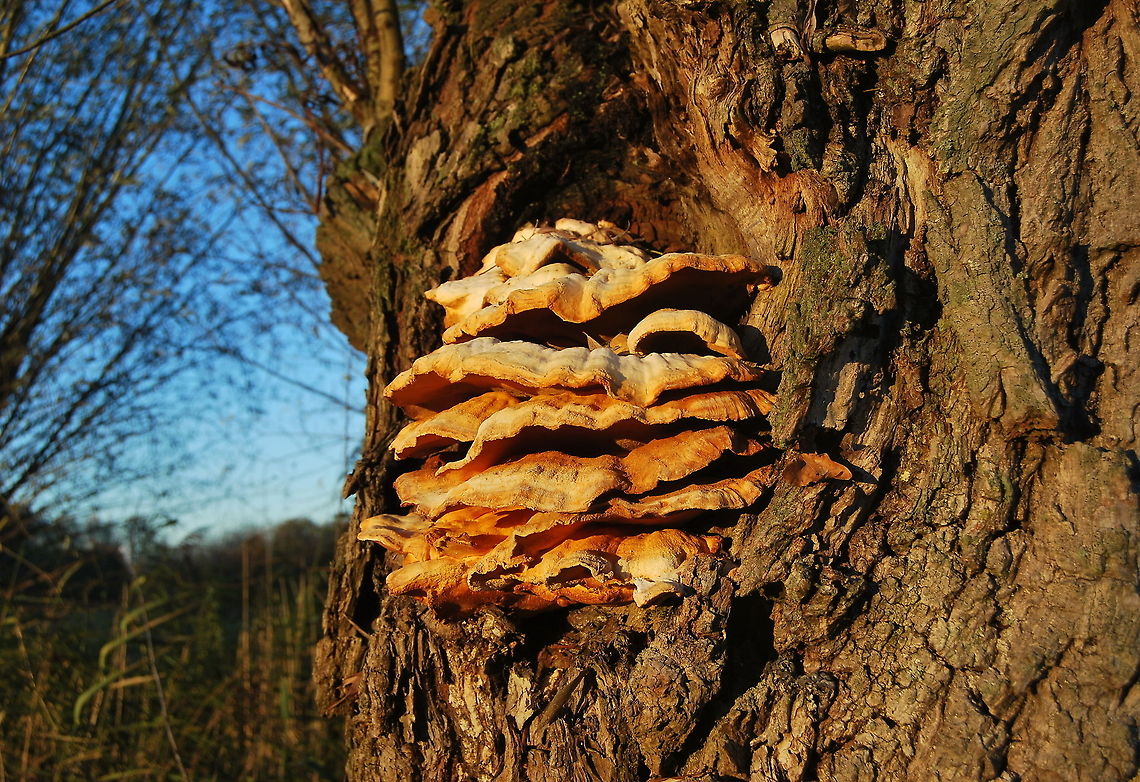 Sulphur shelf (Laetiporus sulphureus) This sulphur mushroom is also called 'chicken of the woods' because it can be eaten and should taste like chicken. I wouldn't try it though...<br />
<br />
Dutch name: Zwavelzwam Geotagged,Laetiporus sulphureus,The Netherlands