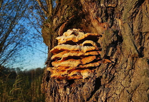 Sulphur shelf (Laetiporus sulphureus) This sulphur mushroom is also called 'chicken of the woods' because it can be eaten and should taste like chicken. I wouldn't try it though...

Dutch name: Zwavelzwam Geotagged,Laetiporus sulphureus,The Netherlands