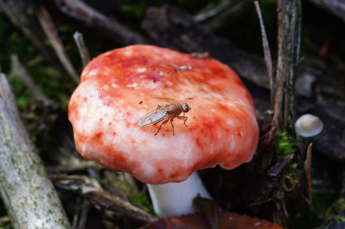 Humus fly on Russula Dutch name: Humusvlieg (Suillia fuscicornis) op Braakrussula (Russula emetica) Geotagged,Russula emetica,Suillia fuscicornis,The Netherlands
