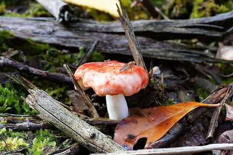 Russula with humus fly Identification of these Russula species is impossible without microscope, so regard the name as best guess.
I only saw there was also a snail while viewing the photo's back home ;)

Dutch name: Braakrussula (Russula emetica) met Humusvlieg (Suillia fuscicornis) Geotagged,Russula emetica,Suillia fuscicornis,The Netherlands