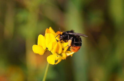 Red-tailed bumblebee (Bombus lapidarius) Dutch name: Steenhommel Bombus lapidarius,Geotagged,The Netherlands