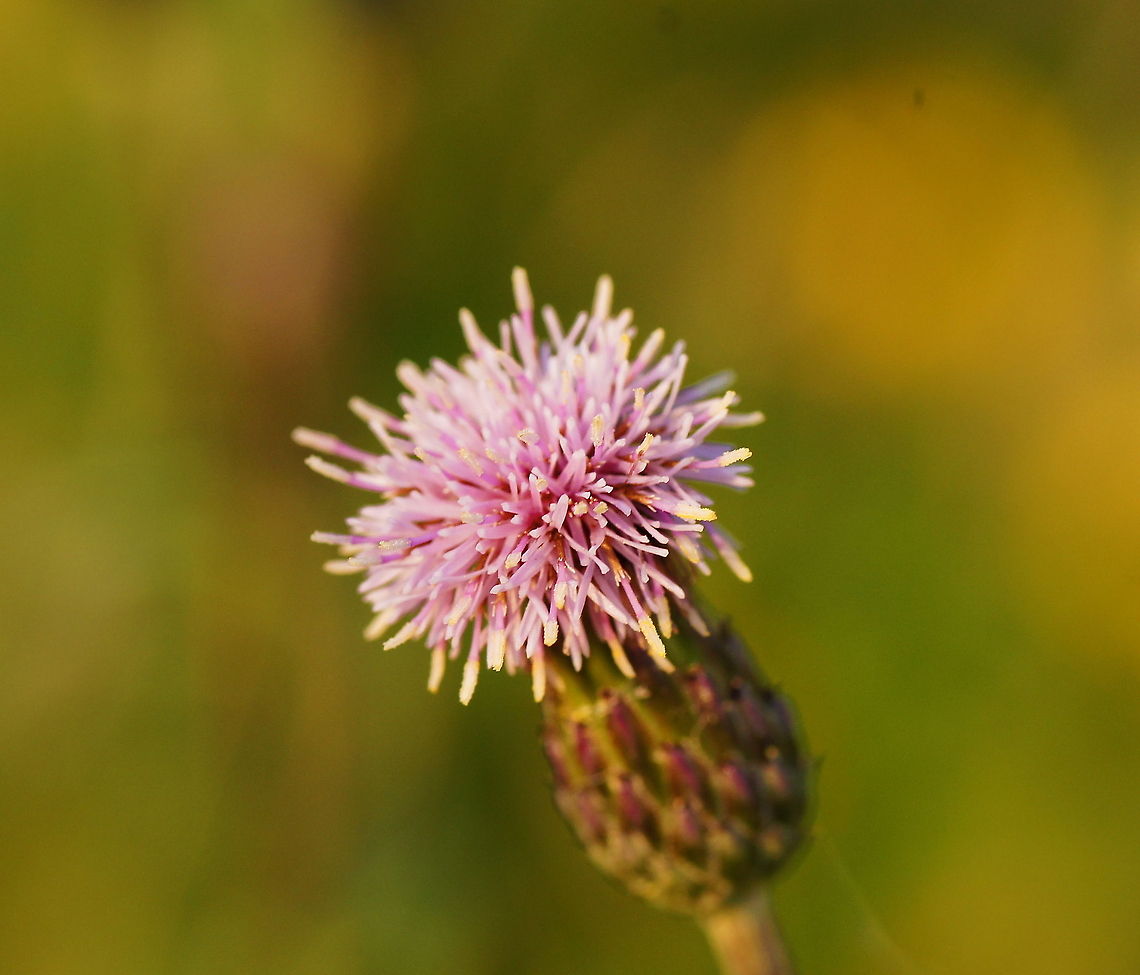 Creeping Thistle (Cirsium arvense) Dutch name: Akkerdistel Cirsium arvense,Geotagged,The Netherlands,Thistle