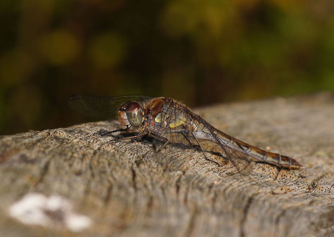 Common darter side Dutch name: Bruinrode heidelibel Common Darter,Geotagged,Sympetrum striolatum,The Netherlands