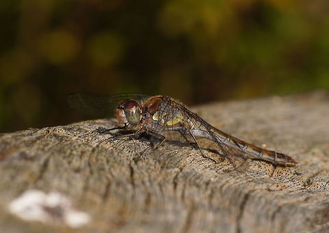 Common darter side Dutch name: Bruinrode heidelibel Common Darter,Geotagged,Sympetrum striolatum,The Netherlands