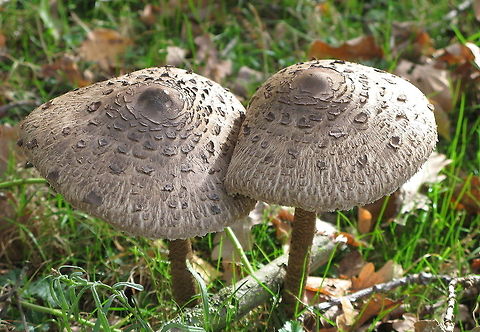 Parasol mushroom Dutch name: Grote parasolzwam Macrolepiota procera,Parasol mushroom