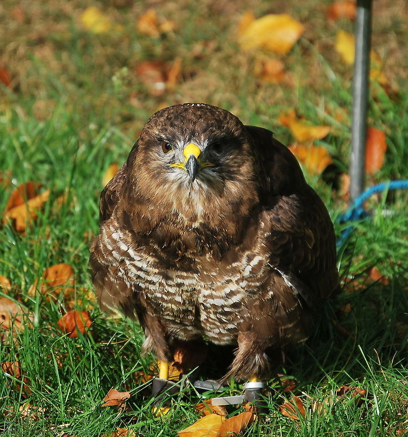 Buzzard ready to show This buzzard was keen to perform first in the bird show. Buteo buteo,Common Buzzard