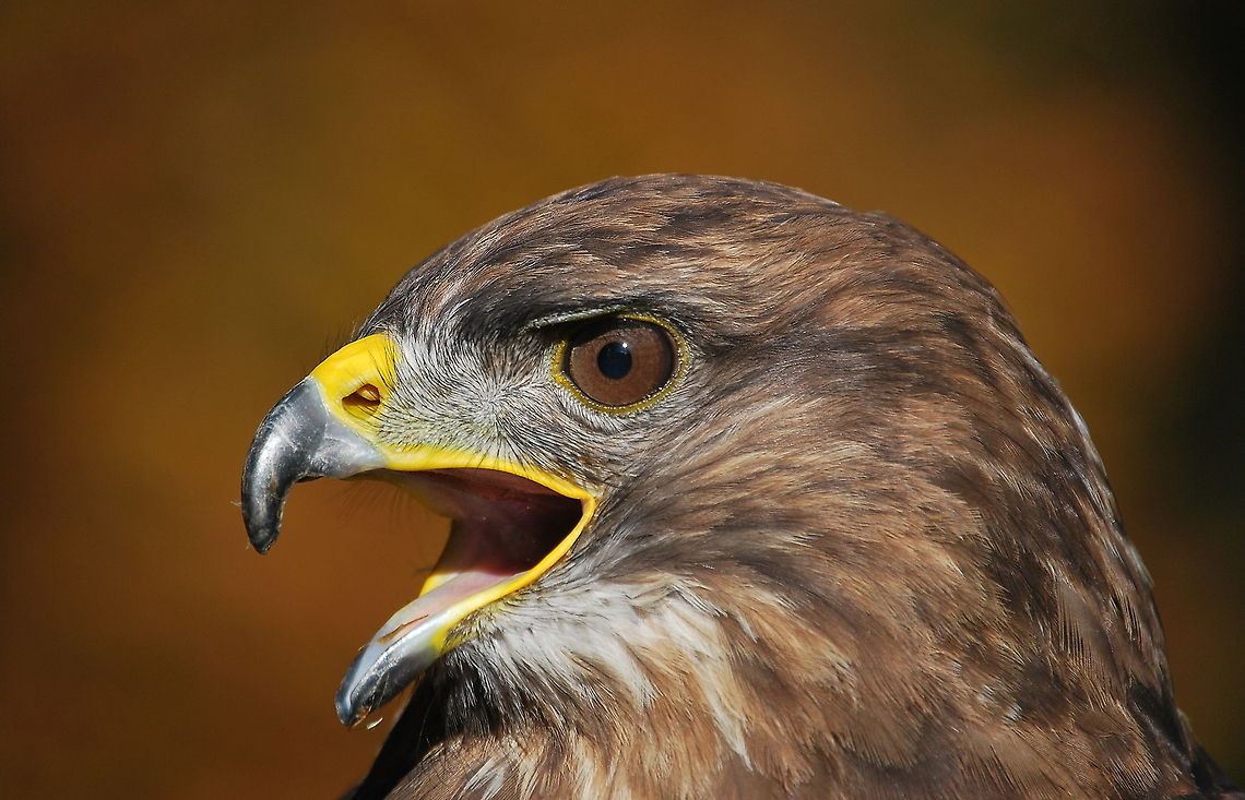 Screaming buzzard  Buteo buteo,Common Buzzard