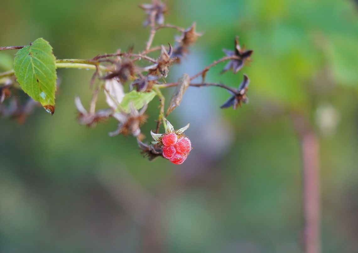 Red Raspberry  Cutleaf Evergreen Blackberry,Geotagged,Rubus idaeus,Rubus laciniatus,The Netherlands