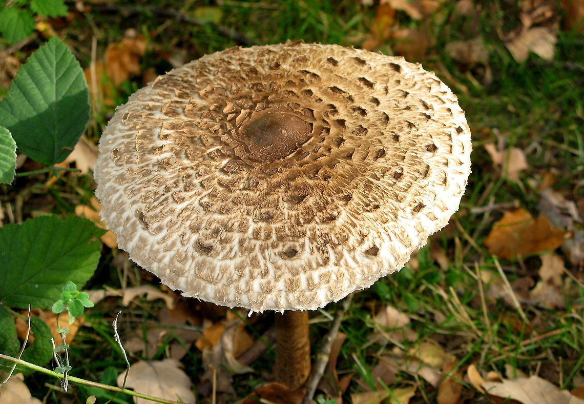 Parasol mushroom (Macrolepiota procera) Dutch name: Grote parasolzwam Macrolepiota procera,Parasol mushroom