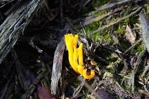 Yellow stagshorn (Calocera viscosa) This jelly fungus really doesn't bother about camouflage.

Dutch name: Kleverig koraalzwammetje Calocera viscosa,Geotagged,The Netherlands