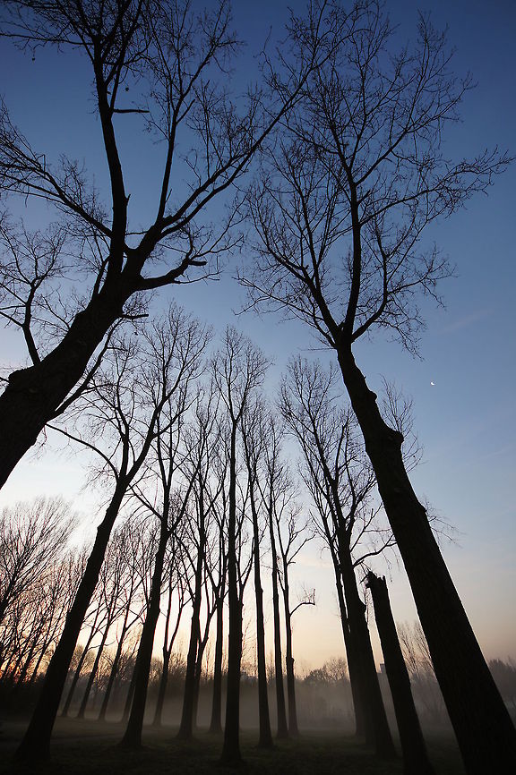 Wideangle trees Showing of the 111&deg; field of view @ 8mm. Geotagged,The Netherlands