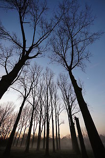 Wideangle trees Showing of the 111° field of view @ 8mm. Geotagged,The Netherlands