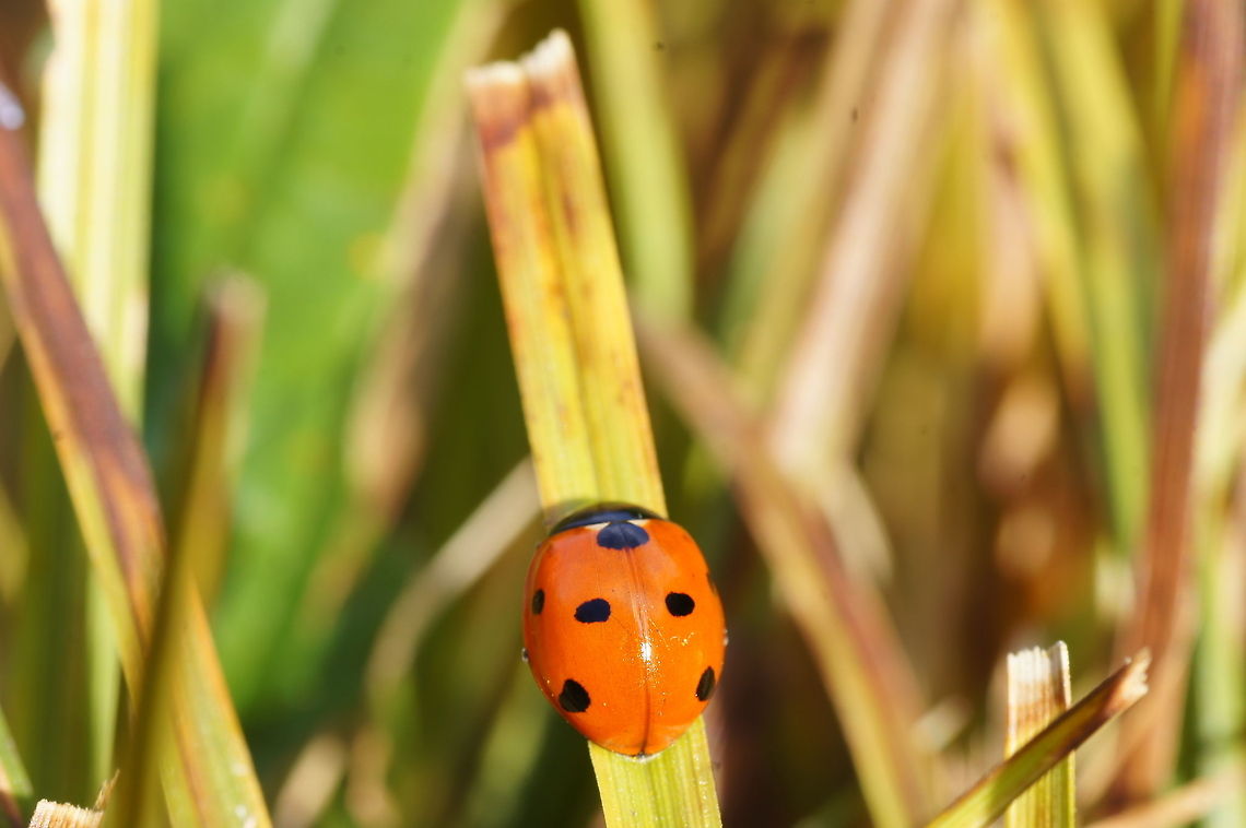 Seven-spot ladybird on a straw Dutch name: Zevenstippelig lieveheersbeestje 7-spot Ladybird,Coccinella septempunctata,Geotagged,The Netherlands