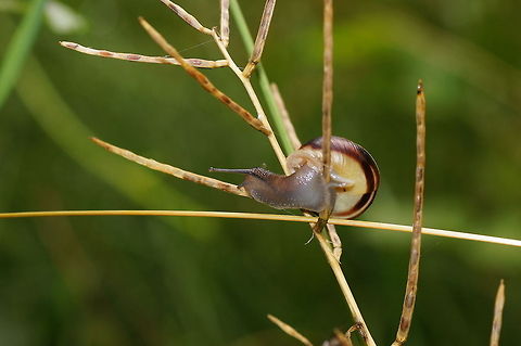 Grove snail (Cepaea Nemoralis) I didn't know snails where able to climb plants very well till I found this one here.

Dutch name: Tuinslak Austria,Cepaea nemoralis,Geotagged,Grove snail