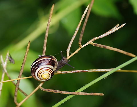 Snailing to the top Snail on his way to the top, although I can't see what is up there to eat.
I didn't know snails where able to climb plants very well till I found this one here.

Dutch name: Tuinslak Austria,Cepaea nemoralis,Geotagged,Grove snail