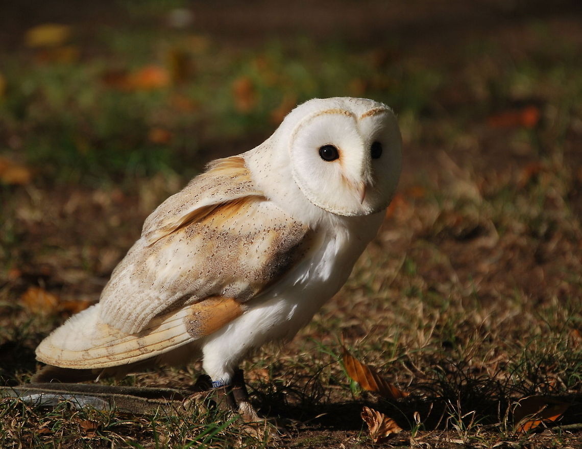 Barn Owl Dutch name: Kerkuil Barn Owl,Geotagged,The Netherlands,Tyto alba