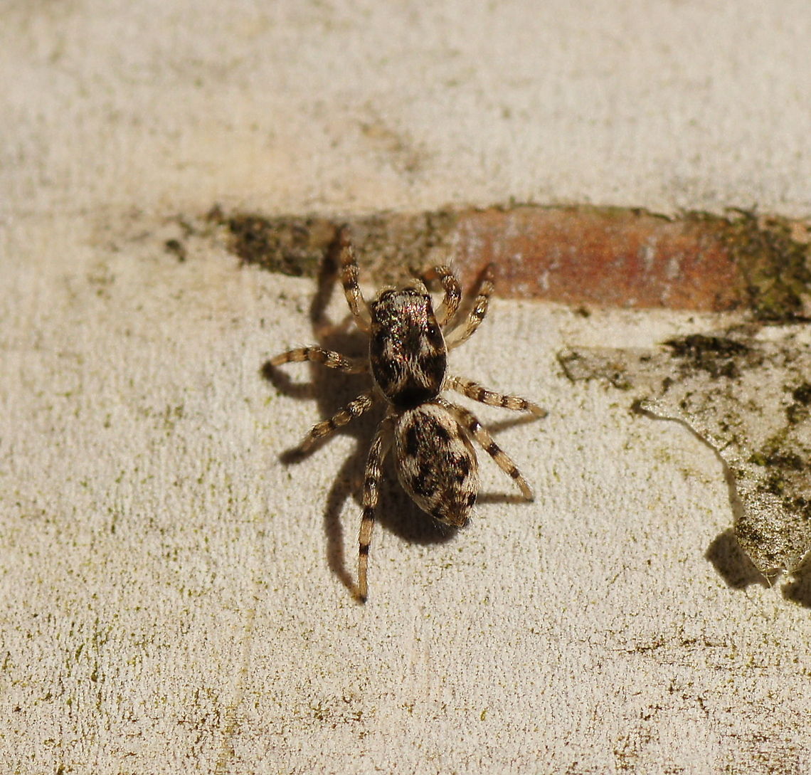 Zebra spider (Salticus Scenicus)  Geotagged,Salticus scenicus,The Netherlands,Zebra spider