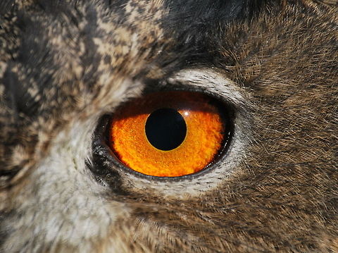 Spotted Eagle-Owl eye Detailed picture of the eye from a Spotted Eagle-Owl.
Owl eyes are very special because of it's extreme light sensitivity. To increase light sensitivity the eyes are not eye balls, but elongated tubes which are held in place by bony structures in the skull. For this reason, an Owl cannot "roll" or move its eyes so it can only look straight ahead.
In the eye there are rods and cones to see light and color. Rods are more sensitive to light then the cones, the owl has many rods but not many cones. Color vision is sacrificed for increased light sensitivity.
Some people say that owls can not see well in daylight, but this is not true.

Dutch name: Afrikaanse oehoe Bubo africanus,Spotted Eagle-Owl