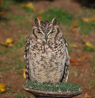 Spotted Eagle-Owl Dutch name: Afrikaanse oehoe Bubo africanus,Spotted Eagle-Owl