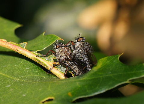 Mating dune robbers Two mating dune rober flies.

Dutch name: Zandroofvlieg (Philonicus albiceps)
No english wiki Geotagged,Philonicus albiceps,The Netherlands,dune robber fly
