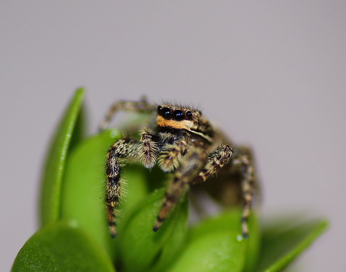 Bark marpissa (Marpissa muscosa) Dutch name: Schorsmarpissa Geotagged,Marpissa muscosa,The Netherlands