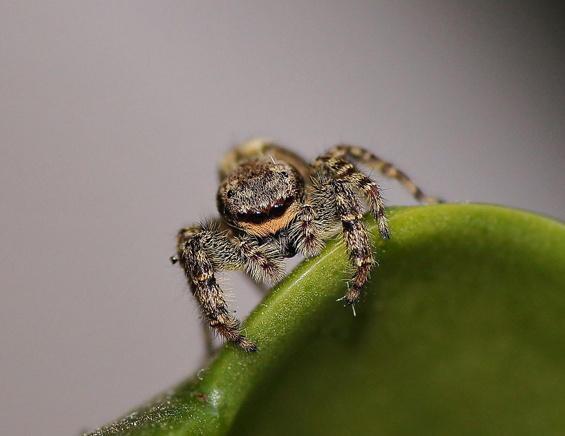 Bark marpissa on the lookout This is what I like about jumping spiders, you can actually see them looking and paying attention to something.<br />
<br />
Dutch name: Schorsmarpissa Geotagged,Marpissa muscosa,The Netherlands