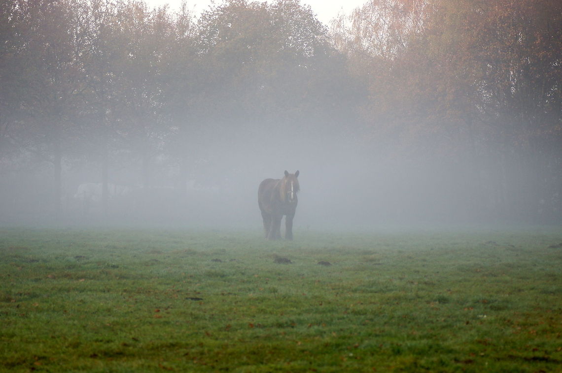 Horse in the haze  Domestic horse,Equus ferus caballus,Geotagged,The Netherlands