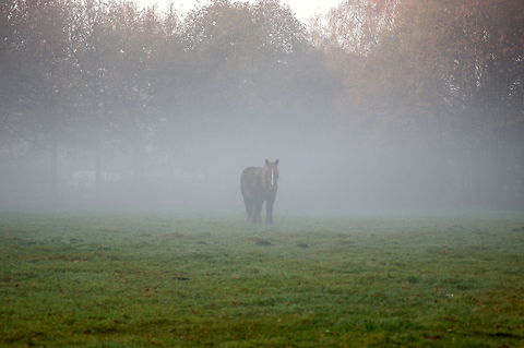 Horse in the haze  Domestic horse,Equus ferus caballus,Geotagged,The Netherlands