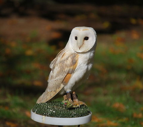 Barn Owl posing Barn owl during a bird show.
Almost like he is posing for the camera...

Dutch name: Kerkuil Barn Owl,Tyto alba
