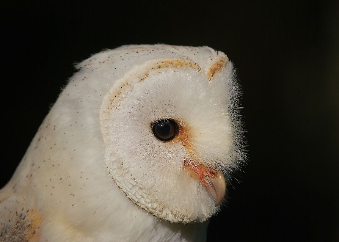 Barn owl close-up Barn owl close-up during a bird show.<br />
<br />
Barn owls are pure night hunters. Unlike other birds of prey who&#039;s wings are specialized in speed and power, the barn owl his wings and feathers are specialized in silent flying and isolation. The ring shaped feathers around the eyes act like microphones, helping determine the direction of a sound.<br />
<br />
Dutch name: Kerkuil Barn Owl,Tyto alba