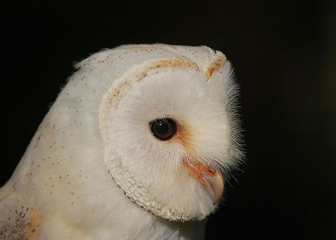 Barn owl close-up Barn owl close-up during a bird show.

Barn owls are pure night hunters. Unlike other birds of prey who's wings are specialized in speed and power, the barn owl his wings and feathers are specialized in silent flying and isolation. The ring shaped feathers around the eyes act like microphones, helping determine the direction of a sound.

Dutch name: Kerkuil Barn Owl,Tyto alba