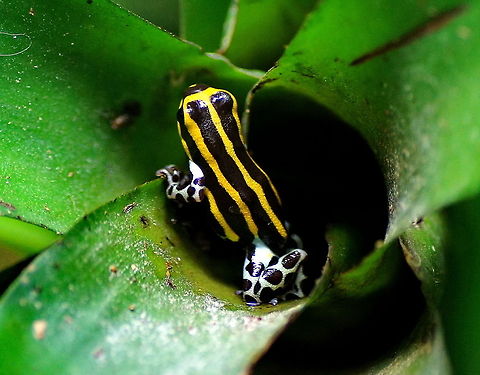 Peruvian poison arrow frog This is a small frog living in the bamboo rainforests of Peru. It lays it's eggs in the water in the heart of the bromelia plant.

Full name: Peruvian poison arrow frog (Ranitomeya Lamasi Panguana)
Dutch name: Pasco pijlgifkikker
No english wiki :( Dendrobates lamasi,Geotagged,Oliemeulen,Pasco Poison Frog,Ranitomeya Lamasi Panguana,Ranitomeya sirensis,Sira poison dart frog,The Netherlands,poison dart frog