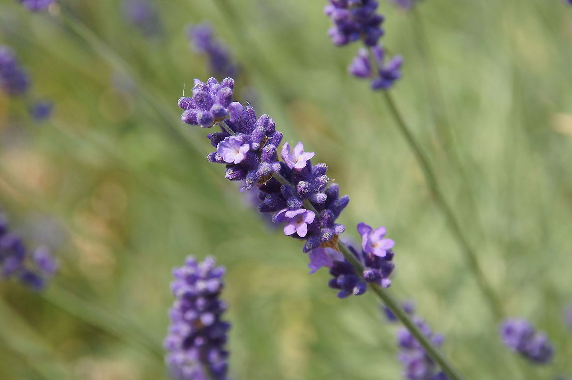 Lavender in detail Detail view of a lavender flower. Too bad the nice scent can't be smelled from behind the computer. Common lavender,Geotagged,Lavandula angustifolia,The Netherlands
