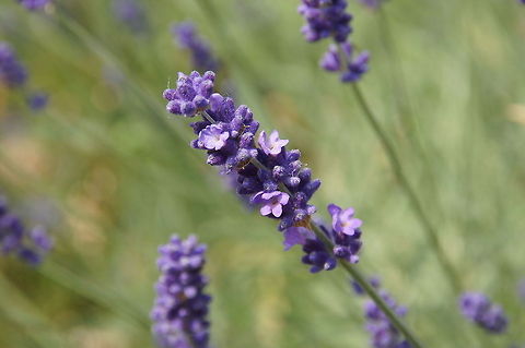 Lavender in detail Detail view of a lavender flower. Too bad the nice scent can't be smelled from behind the computer. Common lavender,Geotagged,Lavandula angustifolia,The Netherlands