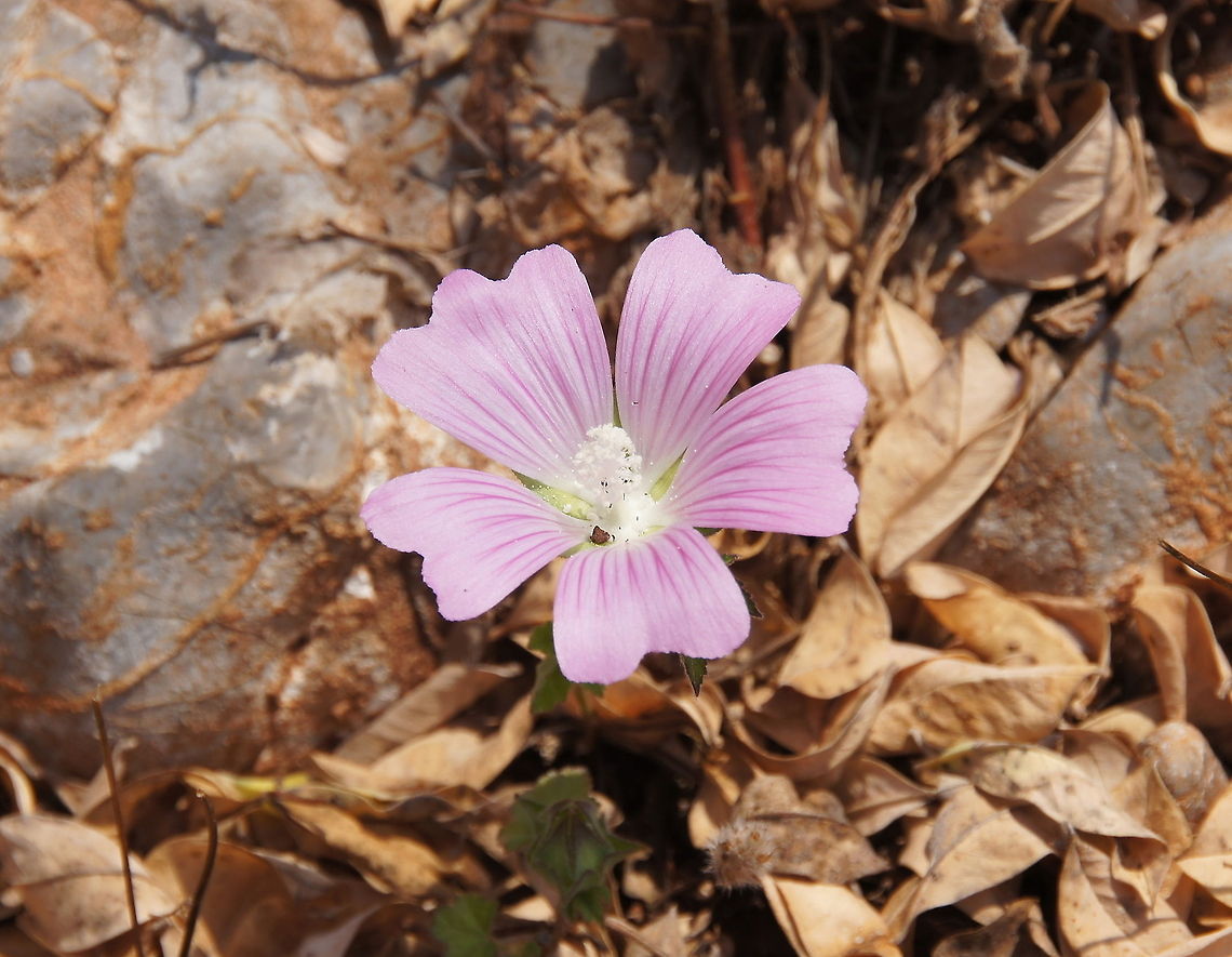 Cheeseweed A very common weed, but nice looking nevertheless.<br />
<br />
Dutch name: Klein kaasjeskruid Geotagged,Malva neglecta,Turkey