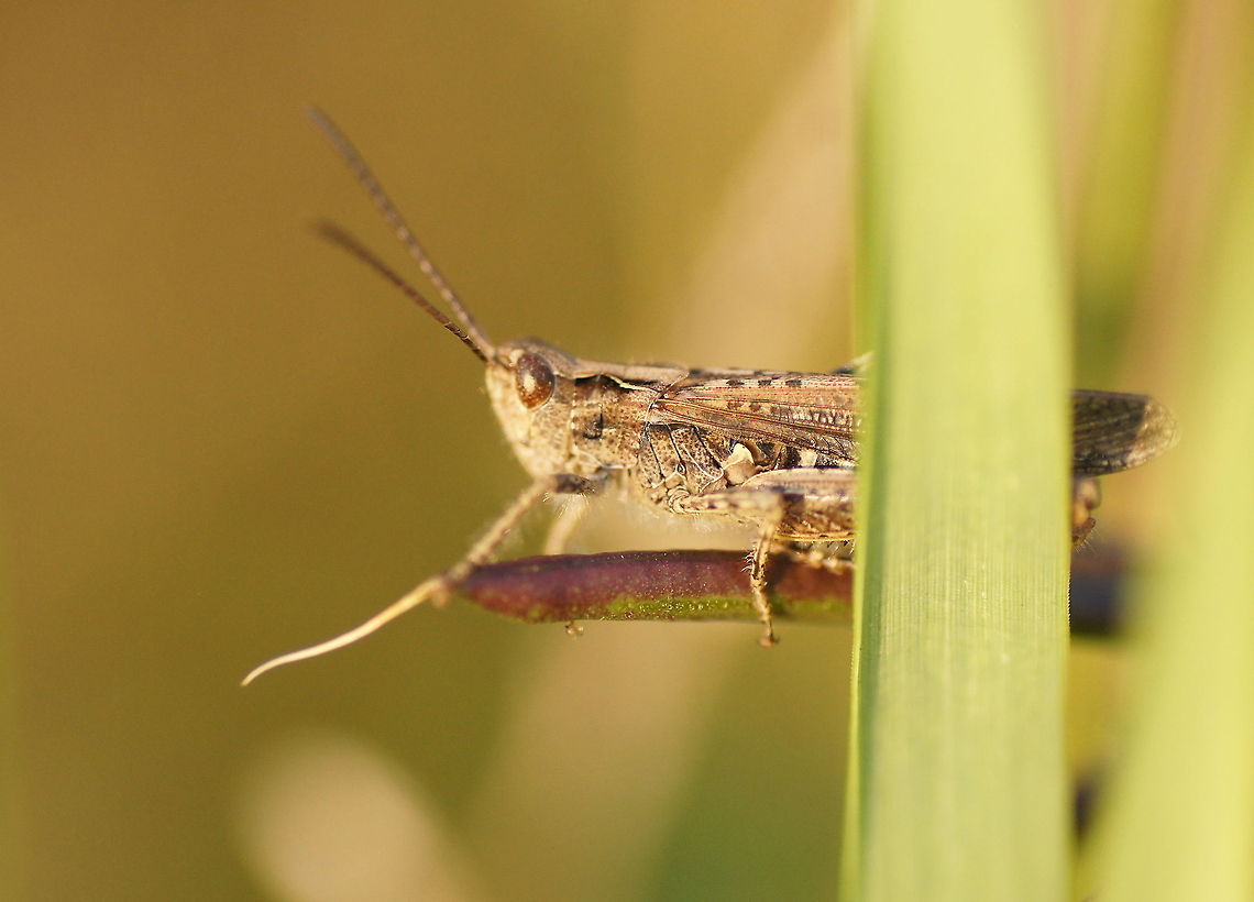 Ready to jump Ready to jump.<br />
<br />
English name: Meadow grasshopper<br />
Dutch name: Krasser Chorthippus parallelus,Geotagged,Meadow grasshopper,The Netherlands