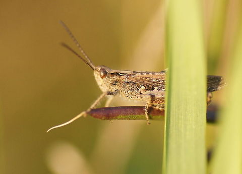 Ready to jump Ready to jump.

English name: Meadow grasshopper
Dutch name: Krasser Chorthippus parallelus,Geotagged,Meadow grasshopper,The Netherlands