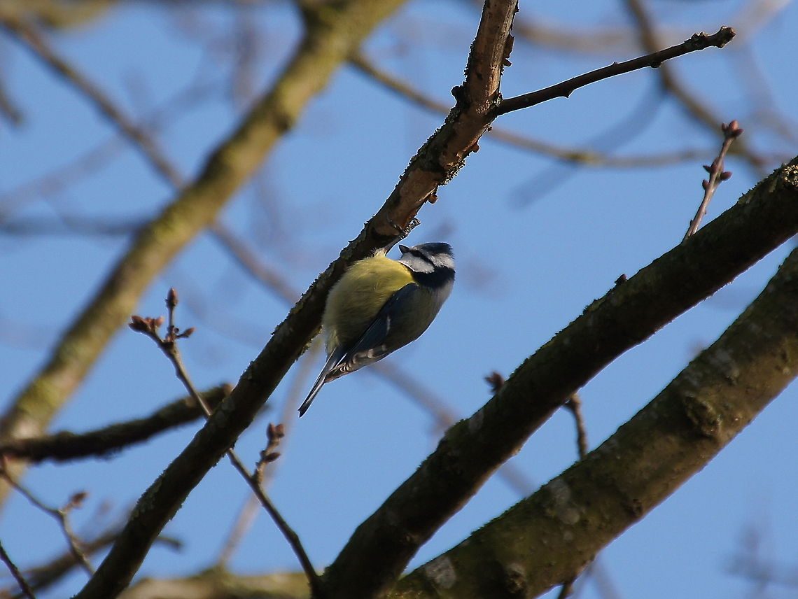 Blue Tit upside down Dutch name: Pimpelmees Blue Tit,Cyanistes caeruleus,Geotagged,The Netherlands