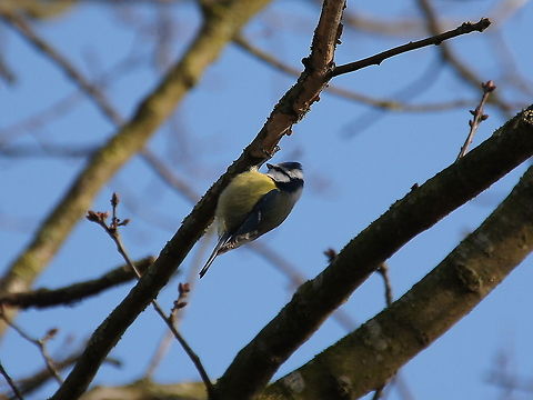 Blue Tit upside down Dutch name: Pimpelmees Blue Tit,Cyanistes caeruleus,Geotagged,The Netherlands