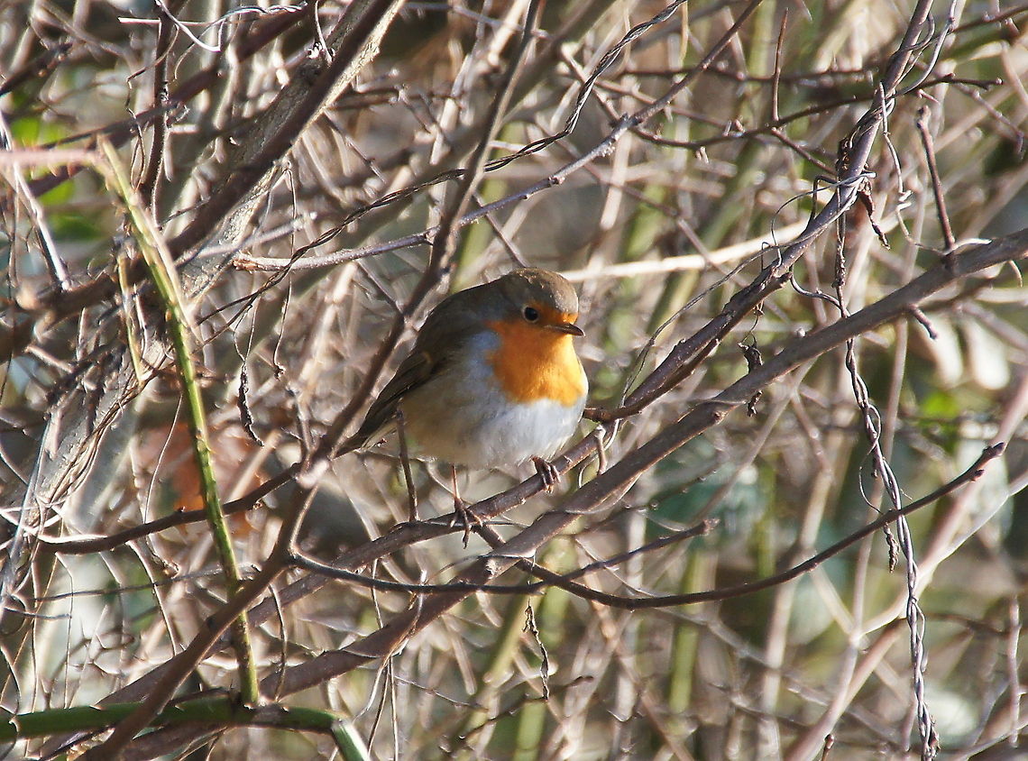Robin  Erithacus rubecula,European Robin,Geotagged,The Netherlands