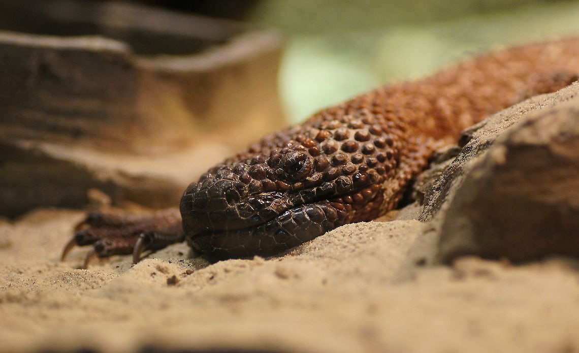 Beaded lizard Having gone through 200 million years of evolution and ending up looking like the monster of a cheap fantasy movie. No wonder he looks grumpy.<br />
<br />
Dutch name: Korsthagedis (Heloderma horridum exasperatum) Beaded lizard,Geotagged,Heloderma horridum,Heloderma horridum exasperatum,The Netherlands,oliemeulen