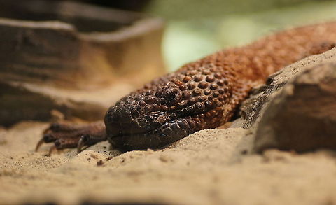 Beaded lizard Having gone through 200 million years of evolution and ending up looking like the monster of a cheap fantasy movie. No wonder he looks grumpy.

Dutch name: Korsthagedis (Heloderma horridum exasperatum) Beaded lizard,Geotagged,Heloderma horridum,Heloderma horridum exasperatum,The Netherlands,oliemeulen