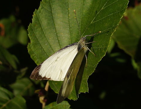 Large White Dutch name: Groot Koolwitje Geotagged,Pieris brassicae,The Netherlands