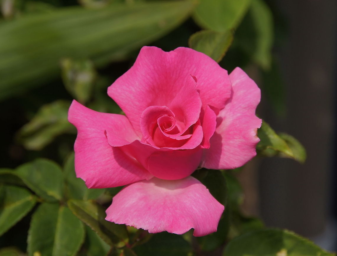 Pink Rose Outside my room the sky is grey, the plants are brown and the air is freezing cold, but this rose makes me feel the warmth of the summer again. Geotagged,The Netherlands