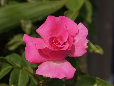 Pink Rose Outside my room the sky is grey, the plants are brown and the air is freezing cold, but this rose makes me feel the warmth of the summer again. Geotagged,The Netherlands
