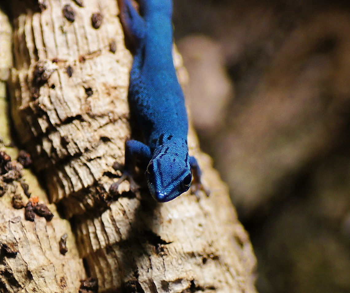 Williams dwarf gecko When I first saw this gecko I was surprised, I did not know of gecko&#039;s being so color-full.<br />
<br />
Dutch name: Blauwe Daggekko  Electric Blue Gecko,Geotagged,Lygodactylus williamsi,The Netherlands,Williams Dwarf gecko,oliemeulen,zoo