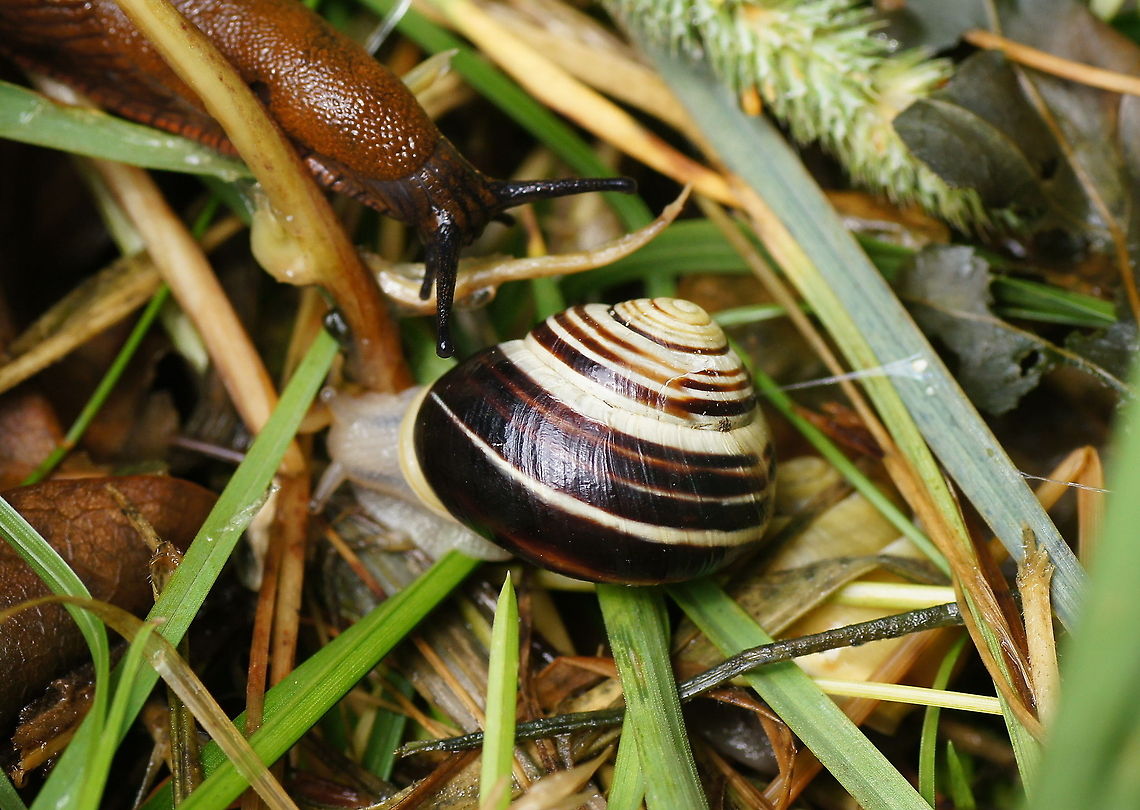 Grove snail and red slug  Austria,Cepaea nemoralis,Geotagged,Grove snail