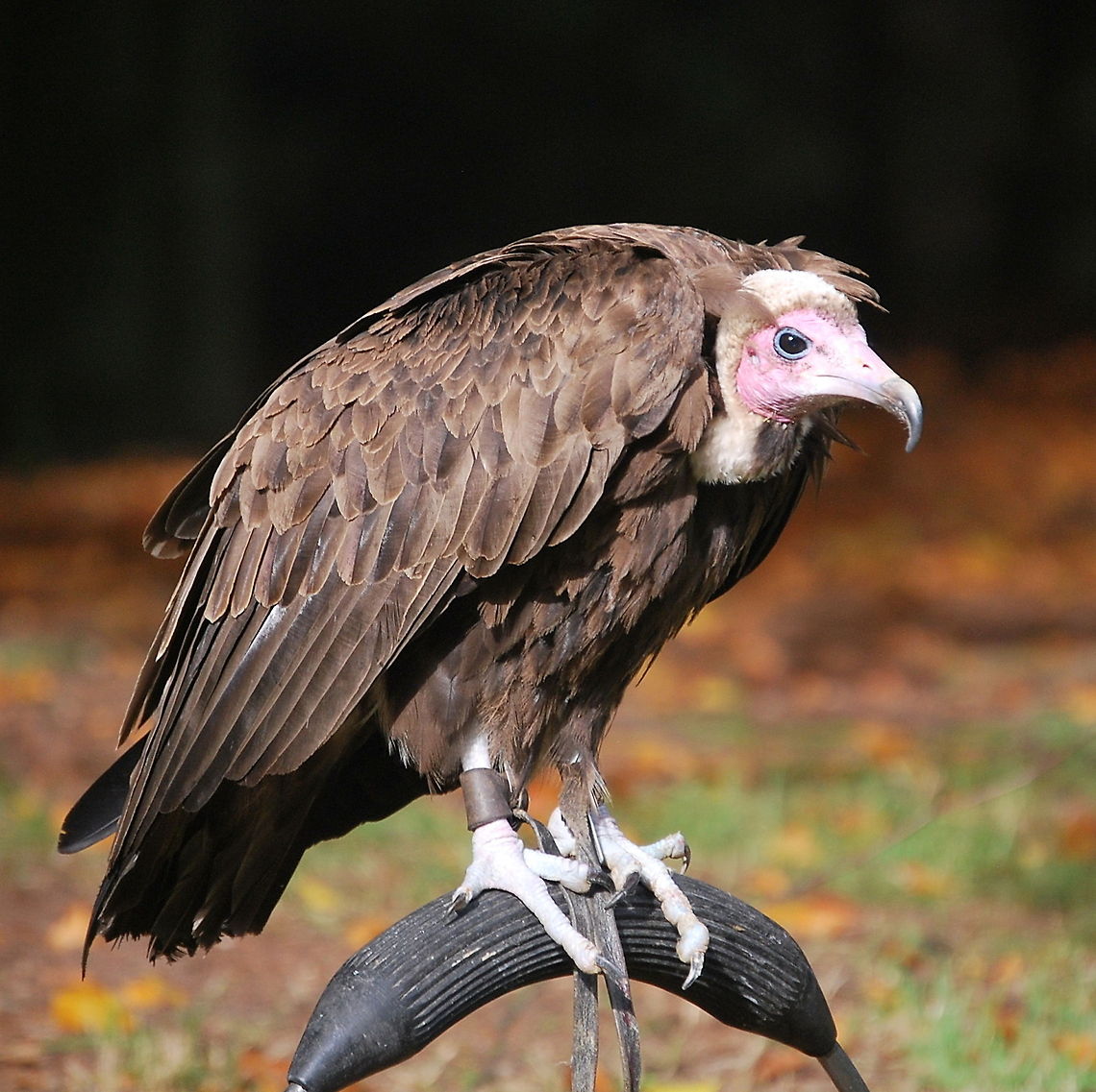 Hooded vulture A hooded vulture waiting to perform at a bird show.<br />
<br />
Dutch name: Kappengier Hooded Vulture,Necrosyrtes monachus