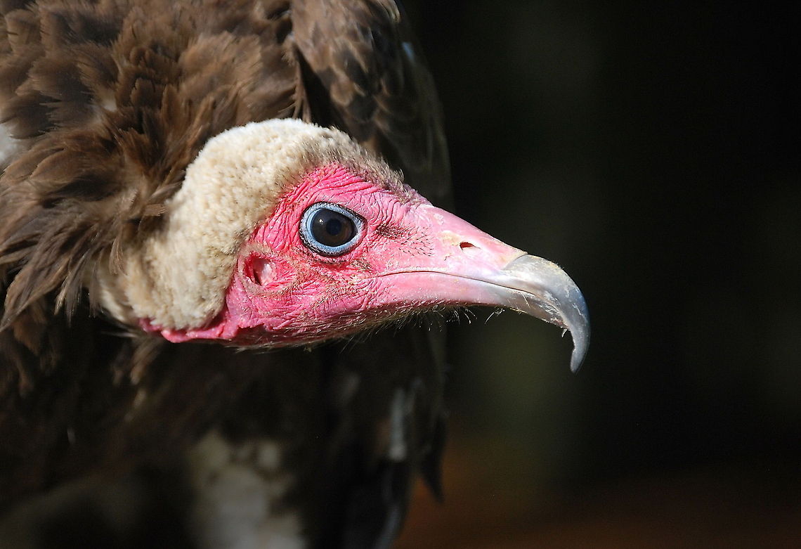 Hooded vulture portrait Portrait of a hooded vulture at a bird show. His nickname is Pinocchio because of his long &#039;nose&#039;. <br />
The color of the head becomes paler when he is feeling uncomfortable.<br />
Note that the head is completely bald except for some hairs in front of it&#039;s eyes and around it&#039;s ears. I guess these hairs are to keep debris out during flight. <br />
<br />
Hooded vultures their beak is not strong enough to penetrate the leather skin of animals, but is more adept in reaching difficult spots. They wait for larger vultures to open up a carcass and eat the remains when the larger vultures are finished eating.<br />
<br />
Dutch name: Kappengier Geotagged,Hooded Vulture,Necrosyrtes monachus,The Netherlands