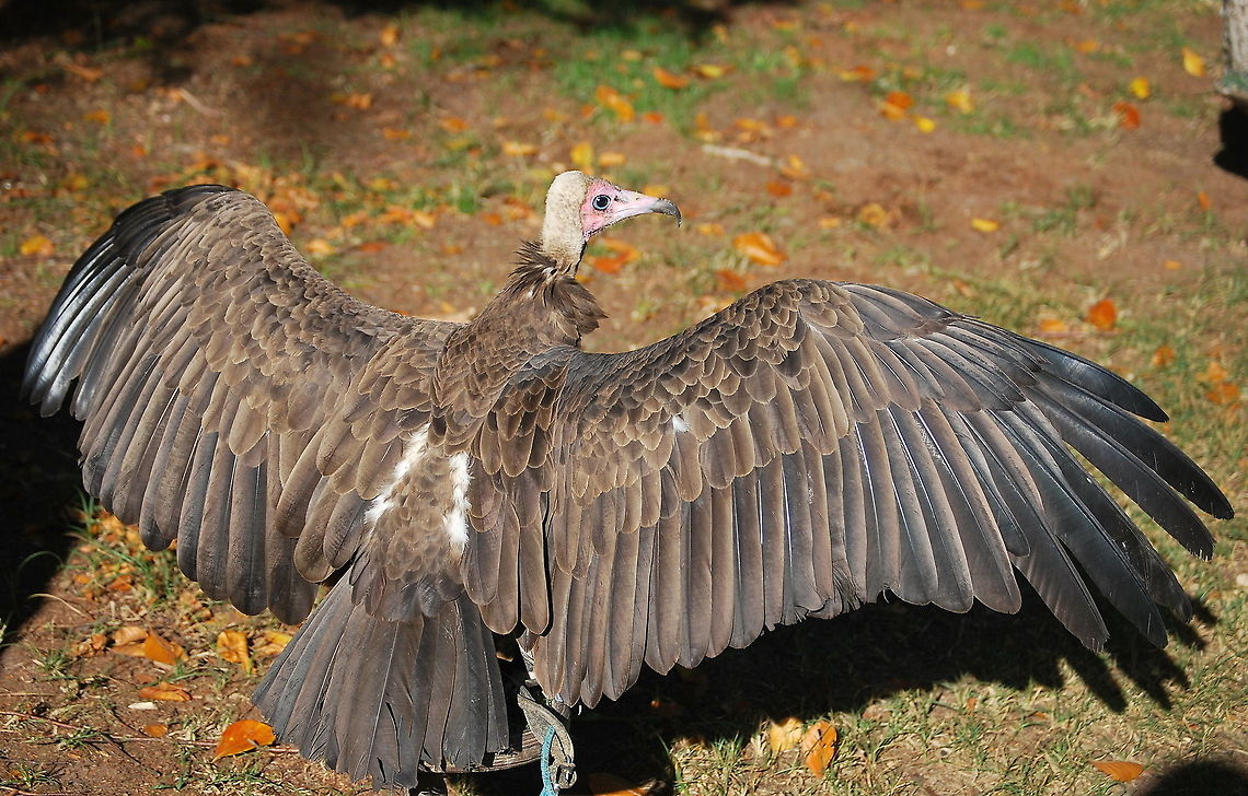 Hooded vulture sunbathing back A hooded vulture sunbathing at a bird show.<br />
<br />
Dutch name: Kappengier Hooded Vulture,Necrosyrtes monachus